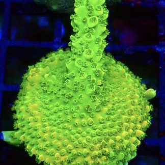 WYSIWYG 22J Highlighter Acropora Frag