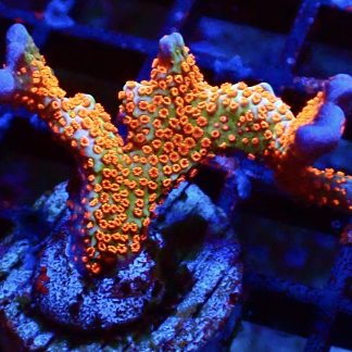 WYSIWYG 21D Bubblegum Montipora