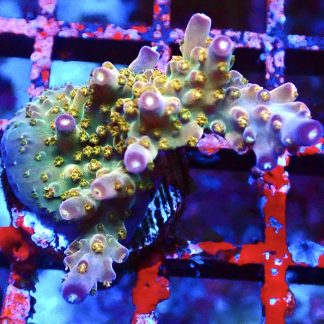 WYSIWYG 24F Purple Rain Acropora Frag