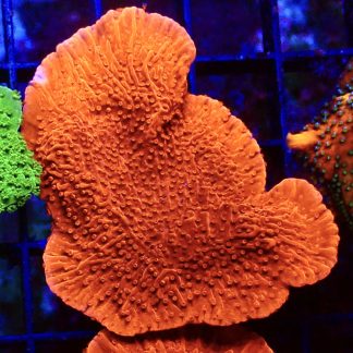 WYSIWYG 16B Orange Plating Montipora Frag Extra Large