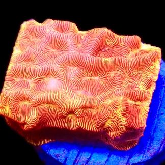 WYSIWYG M5 Orange/Yellow Eye Leptoseris Frag