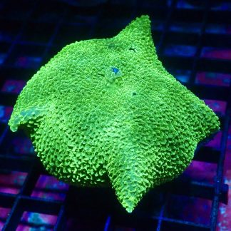 WYSIWYG A4 Metallic Elephant Ear Mushroom