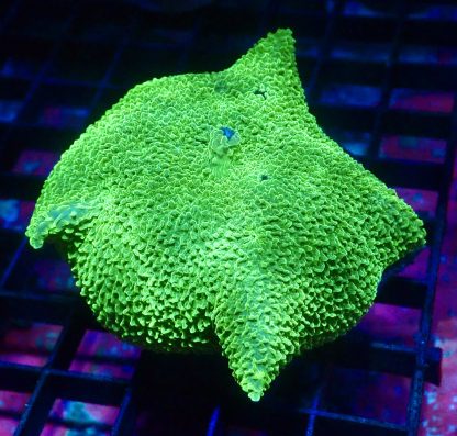WYSIWYG A4 Metallic Elephant Ear Mushroom