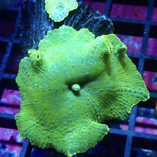 WYSIWYG A1 Jumbo Super Neon Discosoma Mushroom