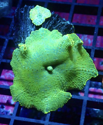 WYSIWYG A1 Jumbo Super Neon Discosoma Mushroom