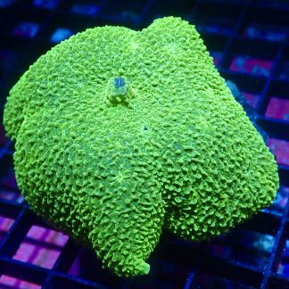 WYSIWYG A2 Metallic Elephant Ear Mushroom