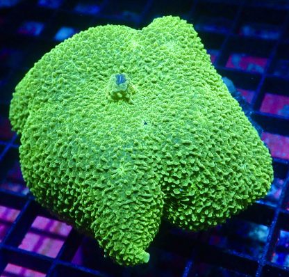 WYSIWYG A2 Metallic Elephant Ear Mushroom