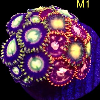 WYSIWYG Zoanthid Frag M1