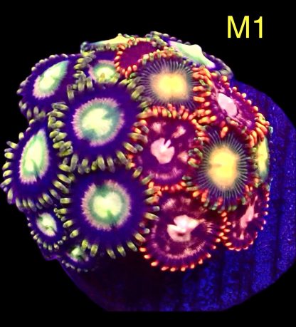 WYSIWYG Zoanthid Frag M1