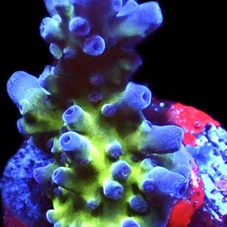 WYSIWYG 9i Electric Miyagi Tort Acropora Frag
