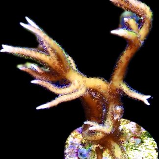 WYSIWYG 10J Limeberry Hysterix