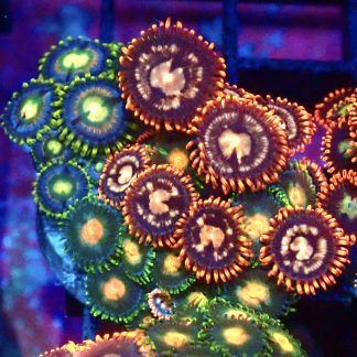 WYSIWYG Zoanthid Frag B4