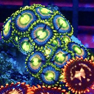 WYSIWYG Zoanthid Frag B17