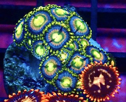WYSIWYG Zoanthid Frag B17