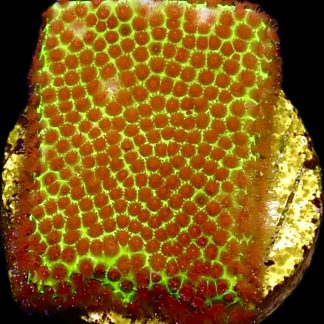 WYSIWYG 7A Strawberry / Lime Porites Frag