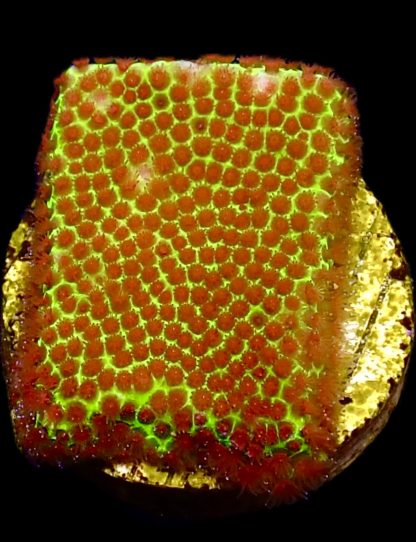 WYSIWYG 7A Strawberry / Lime Porites Frag