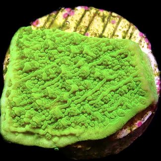 WYSIWYG 7H Toxic Lime Plating Montipora Frag