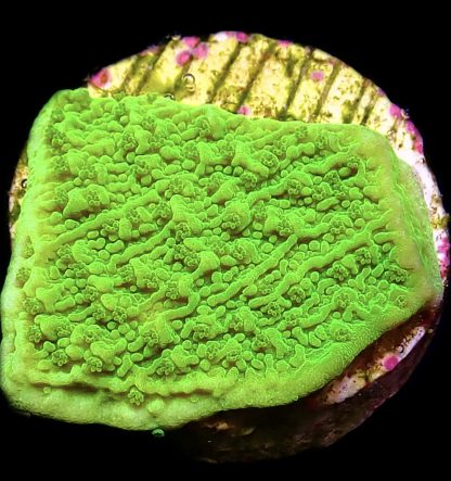 WYSIWYG 7H Toxic Lime Plating Montipora Frag