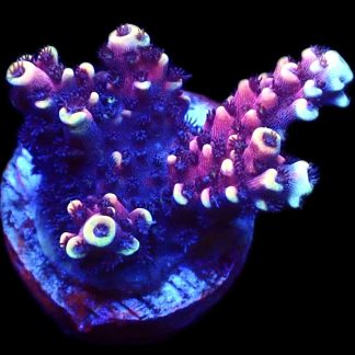 WYSIWYG 23F Pink Cadillac Acropora