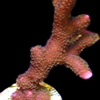 WYSIWYG M8 Bali Purple Montipora Digitata Frag Large