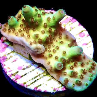 WYSIWYG 15j Berry Blast Acropora Granulosa Frag