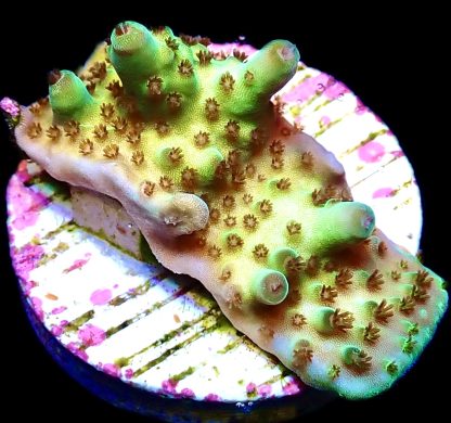 WYSIWYG 15j Berry Blast Acropora Granulosa Frag