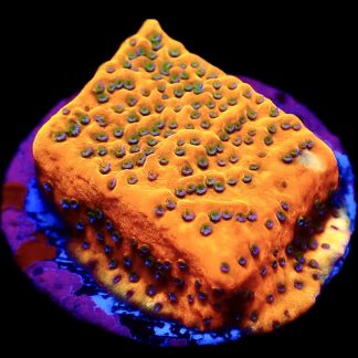 WYSIWYG 11J Gold Rush Montipora Frag