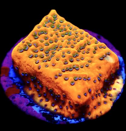WYSIWYG 11J Gold Rush Montipora Frag