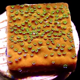 WYSIWYG M29 Gold Rush Montipora Frag