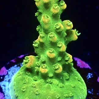 WYSIWYG 20F Highlighter Acropora