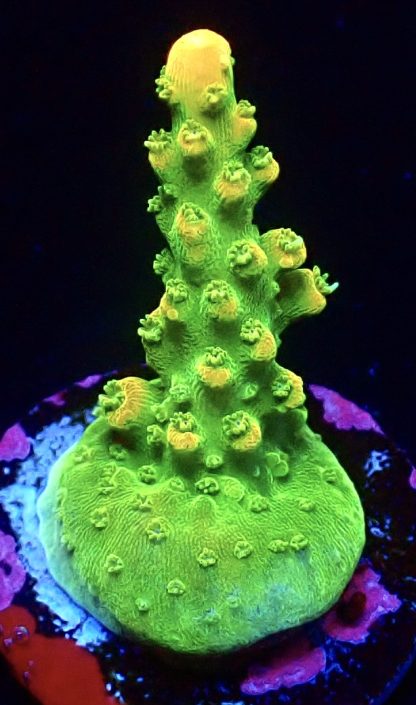 WYSIWYG 20F Highlighter Acropora