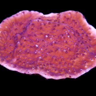 WYSIWYG M37 Purple Plating Montipora Frag