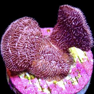 WYSIWYG 22B Ultra Purple Scrolling Pavona