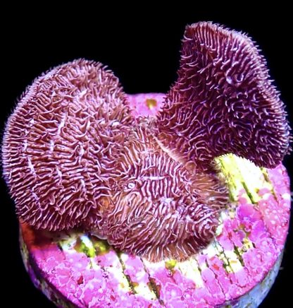 WYSIWYG 22B Ultra Purple Scrolling Pavona