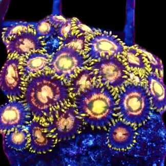 WYSIWYG Zoanthid Frag C5