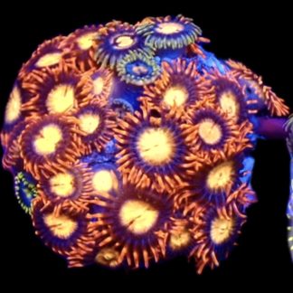 WYSIWYG  Zoanthid Frag C54