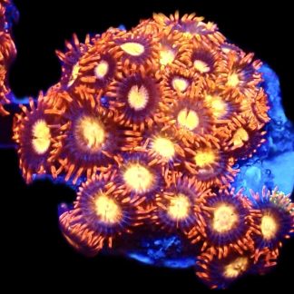 WYSIWYG Zoanthid Frag C56