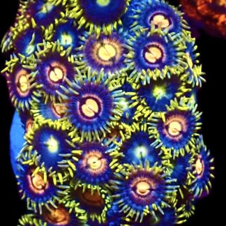 WYSIWYG Zoanthid Frag C58