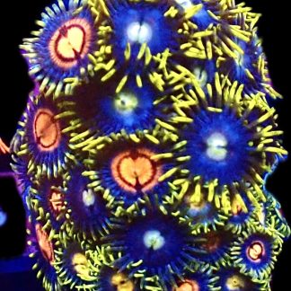 WYSIWYG  Zoanthid Frag C61