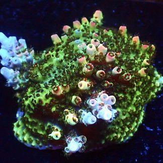 WYSIWYG 21F Bill Murray Acropora Frag Extra Large