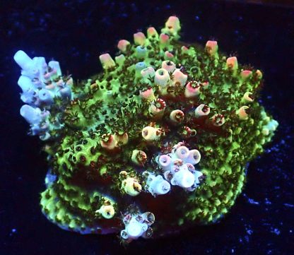 WYSIWYG 21F Bill Murray Acropora Frag Extra Large