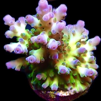 WYSIWYG 13H Ice Cap Acropora Frag Large