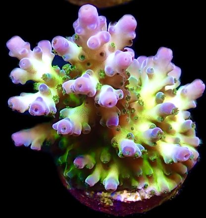 WYSIWYG 13H Ice Cap Acropora Frag Large