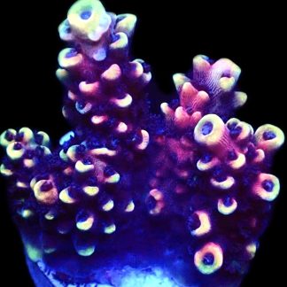 WYSIWYG 12G Pink Cadillac Acropora Large