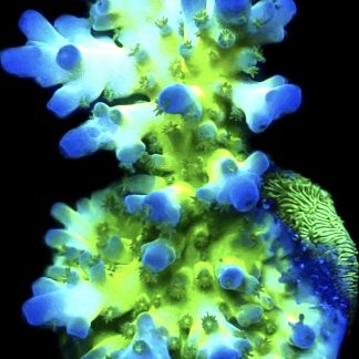 WYSIWYG 15G Violet Venom Acropora Frag Large