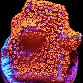 WYSIWYG 15A Bubblegum Montipora