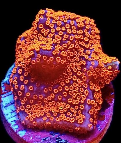 WYSIWYG 15A Bubblegum Montipora