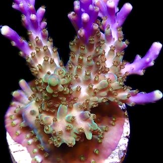 WYSIWYG 8G Purple Monster Acropora Frag Extra Large