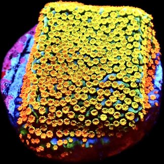 WYSIWYG 20J Rainbow Montipora Frag