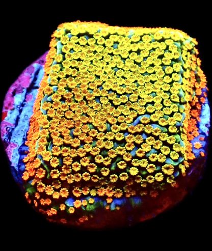 WYSIWYG 20J Rainbow Montipora Frag